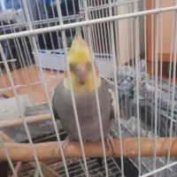 عروس هلندی نر سخنگو|پرنده|پاکدشت, پاکدشت (مامازند)|دیوار