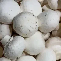 قارچ لوکس ودرجه۳