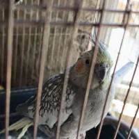 عروس هلندی