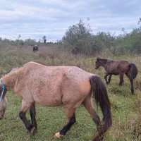 اسب مادیان کره