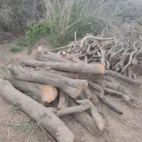 درخت بری رایگان