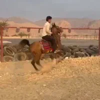 مادیان دره شوری