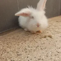 خرگوش بامزه