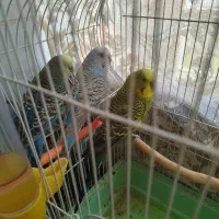 پرنده