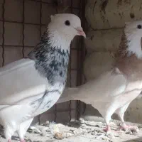 ۴جفت طوقی|پرنده|یزد, |دیوار