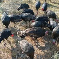 فروش بوقلمون ۶ ماهه|حیوانات مزرعه|سیه رود, |دیوار