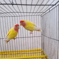 جفت طوطی های برزیلی مولد|پرنده|اهواز, دانشگاه چمران|دیوار