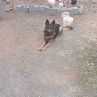 سگ گله|سگ|هلالی, |دیوار