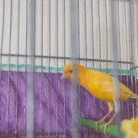قناری پرتغالی نر تاز ه صاف کرده هر ز گاهی|پرنده|شیراز, شهرک مهرگان|دیوار