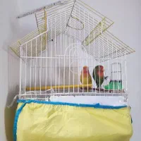 یه جفت طوطی برزیلی