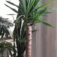 گل یوگا،سانسورها،برگ انجیری
