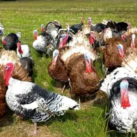 بوقلمون محلی