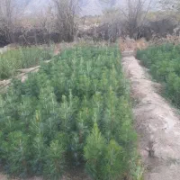 نهال و نشاء کاج تهران و مشهد