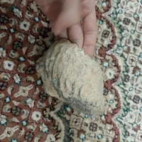 فسیل صدف|جواهرات|اردستان, |دیوار