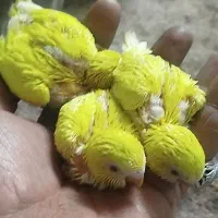 جوجه مرغ عشق هلندی چشم شرابی  سرلاکی سفید،زرد