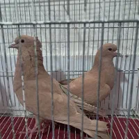 فروش کبوتر