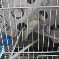 فروش|پرنده|تهران, خرمشهر|دیوار