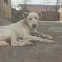 واگذاری آلبای ماده|سگ|گنبد کاووس, |دیوار