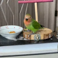 طوطی برزیلی|پرنده|تهران, ایوانک|دیوار