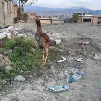 مرغ لاری 8ماه وارداتی|حیوانات مزرعه|مریوان, |دیوار