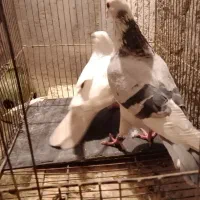 کبوتر شهرستانی آلمانی پلاکی سرور پلنگ|پرنده|بومهن, |دیوار