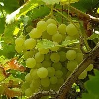 فروش انواع نهال های مثمر و غیر مثمر|خدمات باغبانی و درختکاری|زنجان, |دیوار
