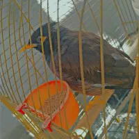 عروس هلندی|پرنده|شهرکرد, |دیوار