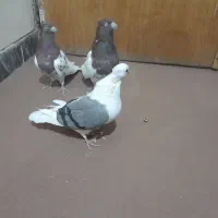 نر و ماده کله سرخ  و شوسیا|پرنده|دورود, |دیوار