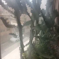 گل وگلدان اپارتمانی