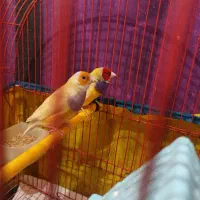 فنچ گلدین جفت نروماده