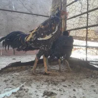 فروش مرغ خروس لاری اوشامووافغان