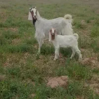 بز اصل پاکستانی زایده