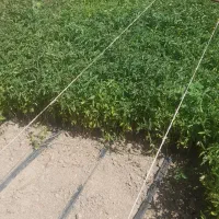 نهال گوجه|عمده‌فروشی|نیشابور, ماروسک|دیوار