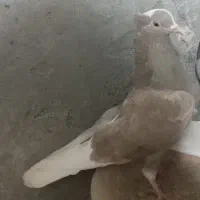 ماده دم سفید