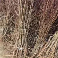 استاندارد  نهال نهالستان برتر