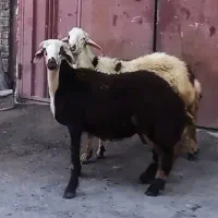 بره قوچ میش گوسفند