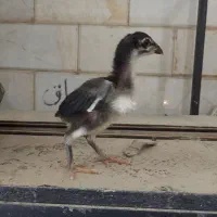 جوجه لاری