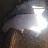 بره نر و ماده ریز،وبره شیری