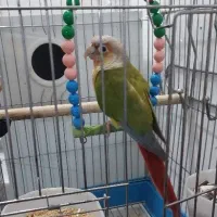 گرینچیک دستی|پرنده|مشهد, خرمشهر|دیوار