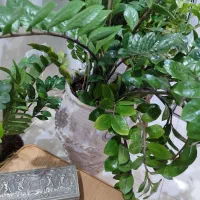 گل زاموفیلیا