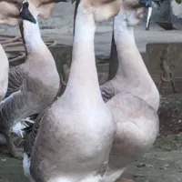 جوجه و تخم نطفه دار قوغاز آفریقایی