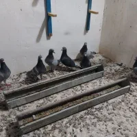 کبوتر عراق کویت ایران
