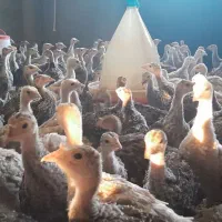 بوقلمون برنزوبوربون