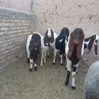 فروش بزپاکستانی وبره قوچ کری سفید