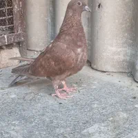 کفتر جوجه جیر شهرستانی