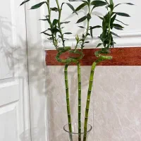 گل طبیعی