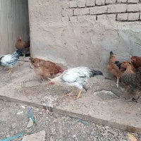 مرغ و خروس|حیوانات مزرعه|اسفرورین, |دیوار