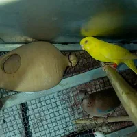 مرغ عشق ماده چشم قرمز