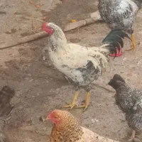 فروش خروس بوقلمون اردک غاز|حیوانات مزرعه|لاهیجان, بازکیاگوراب|دیوار