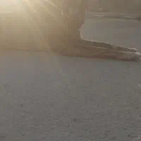 سگ نگهبان|سگ|پیشخور, |دیوار